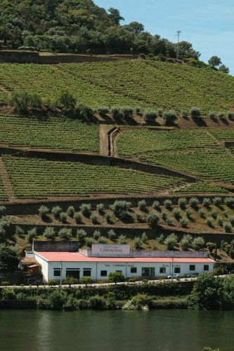 You've Done Napa and Tuscany—But Have You Seen Terraced Vineyards Plunging Into a River? | Flipboard