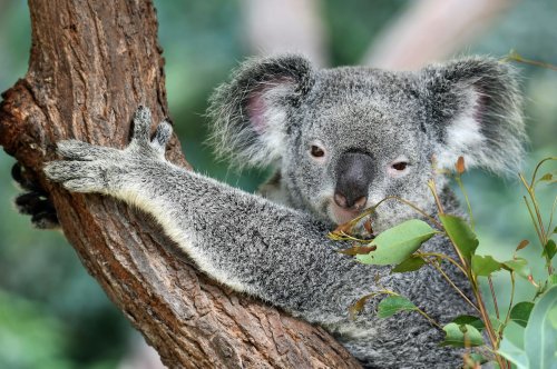 Cute But Not Cuddly? What You Need to Know About Australian Wildlife Before You Visit | Flipboard