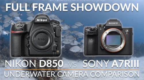 Nikon D850 vs Sony A7R III Full Frame Camera Underwater Shootout (VIDEO)