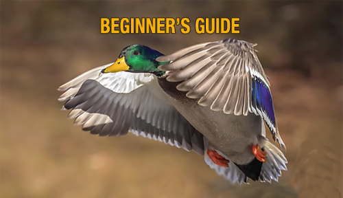 Complete BEGINNER’S Guide to BIRD Photography (VIDEO)