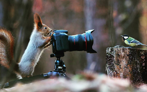 Wildlife Photographer Captures Images of Cute Squirrels “Taking Pictures” & Playing in the Snow