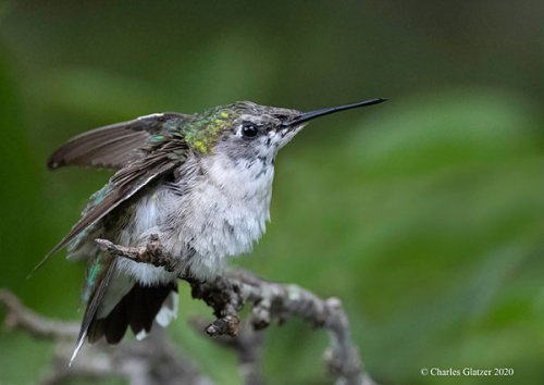 5 Home Photography Tips: How to Capture Beautiful Backyard Bird Photos & Other Local Wildlife