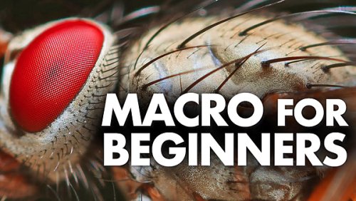 COMPLETE Beginners Guide to MACRO Photography (VIDEO)