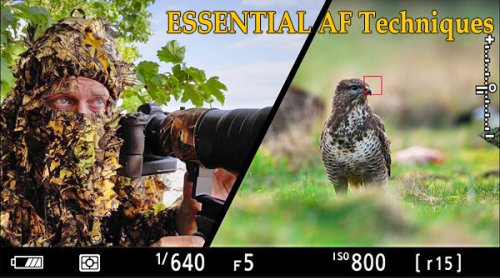 These 2 Autofocus Techniques Are ESSENTIAL for Great Wildlife Photographs (VIDEO)
