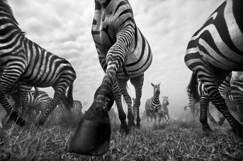Take a Look at the Eye-Popping B&W Wildlife Images of Fine Art Photographer Anup Shah