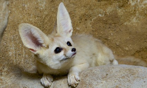 Caring for Fennec Foxes: Stories from a Real-life Zoo Guardian | Flipboard