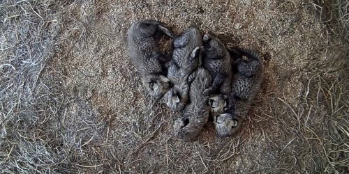#CheetahCubdate 1: An Introduction to Cuddle Puddles