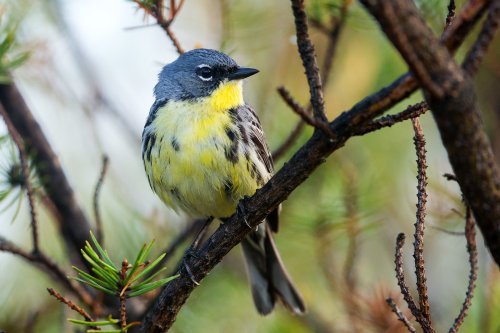 Smithsonian Insider – Keeping Track of Kirtland’s Warbler All Year Long―A Scientific First | Smithsonian Insider