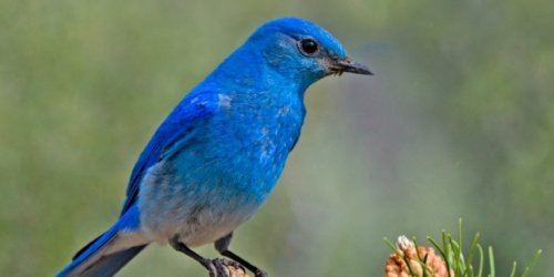When is a blue bird not blue?