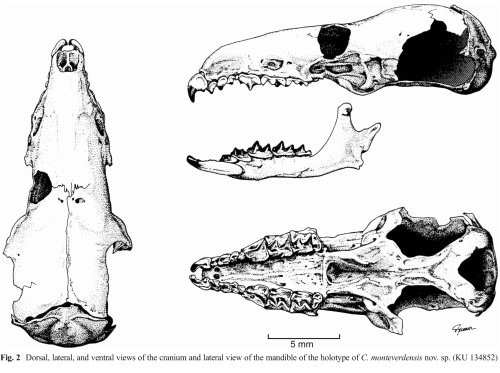 Smithsonian Insider – New Costa Rican shrew species named from a single specimen found 44 years ago | Smithsonian Insider