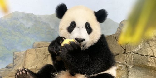 #PandaStory: A Panda With A Personality That Shines
