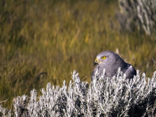 8 Places Where Patagonia's Wildest Birds Actually Show Up