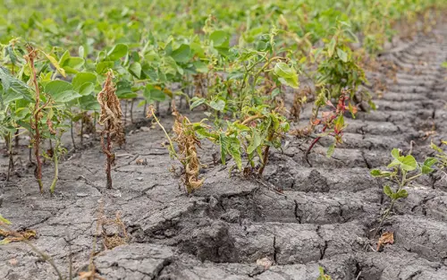 Missouri Farmer Wins $265 Million Verdict Against Monsanto