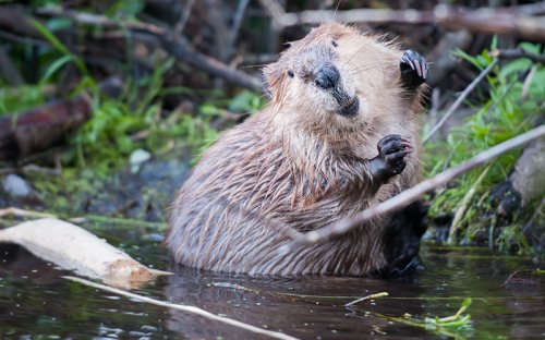 Beavers Are Firefighters Who Work for Free