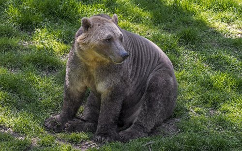 Meet the Polar Bear of Tomorrow