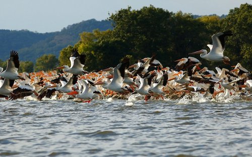 what-does-massive-flooding-in-the-midwest-mean-for-wildlife-flipboard