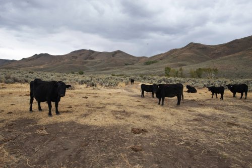 University of Wyoming analysis proves the economic irrelevance of public-land livestock grazing
