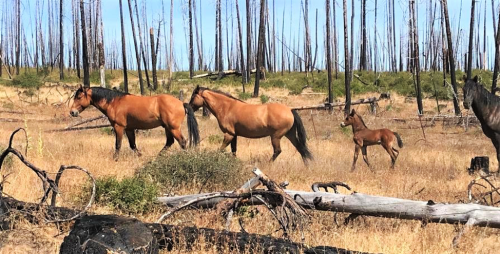 BLM Mismanagement of American Wild Horses Burdening Taxpayers - Sierra Nevada Ally