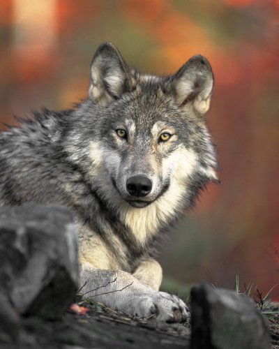 Confirmed Wolf-Kill of Livestock in Plumas County Raises Questions of a Second Wolf Pack in California, Promotes Opportunity for Greater Use of Co-Existent Safety Measures