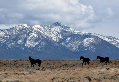 The ugly truth about the wild horse issue - Sierra Nevada Ally