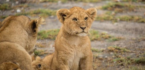Top 24 ecotourism experiences around the world - Signature Luxury Travel & Style