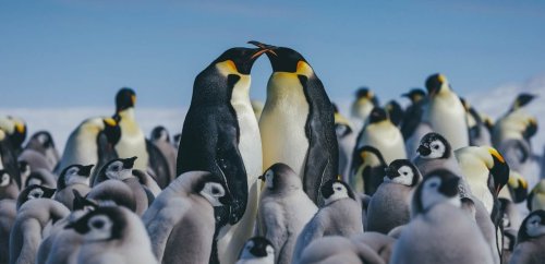 Cruise Antarctica with Quark Expeditions' remote Weddell Sea voyages - Signature Luxury Travel & Style