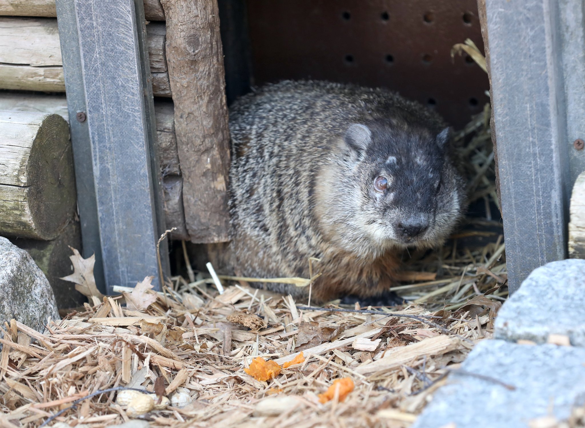 Groundhog Day 2025 NYC prediction, time Early spring or more winter