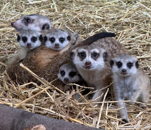 First-time meerkat births at Staten Island Zoo: A ‘Golden’ surprise awaits visitors this weekend | PHOTOS