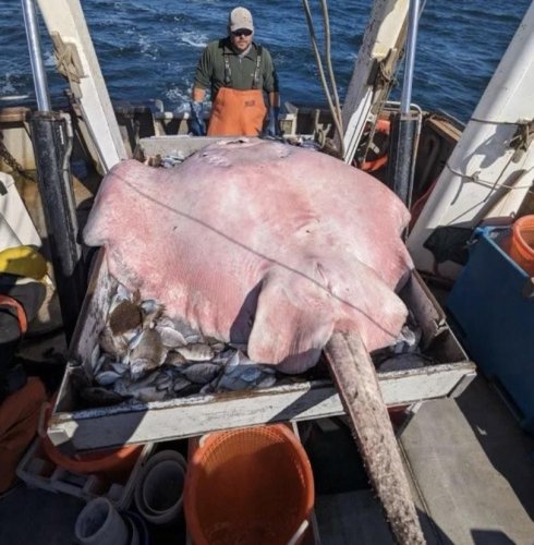 Rare 400-pound stingray found in Long Island Sound