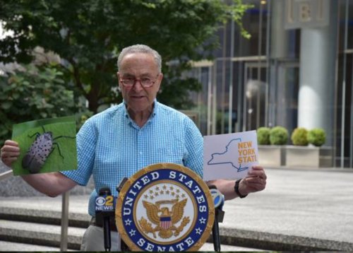Schumer presents plan to control invasive spotted lanternflies on Staten Island, across NY