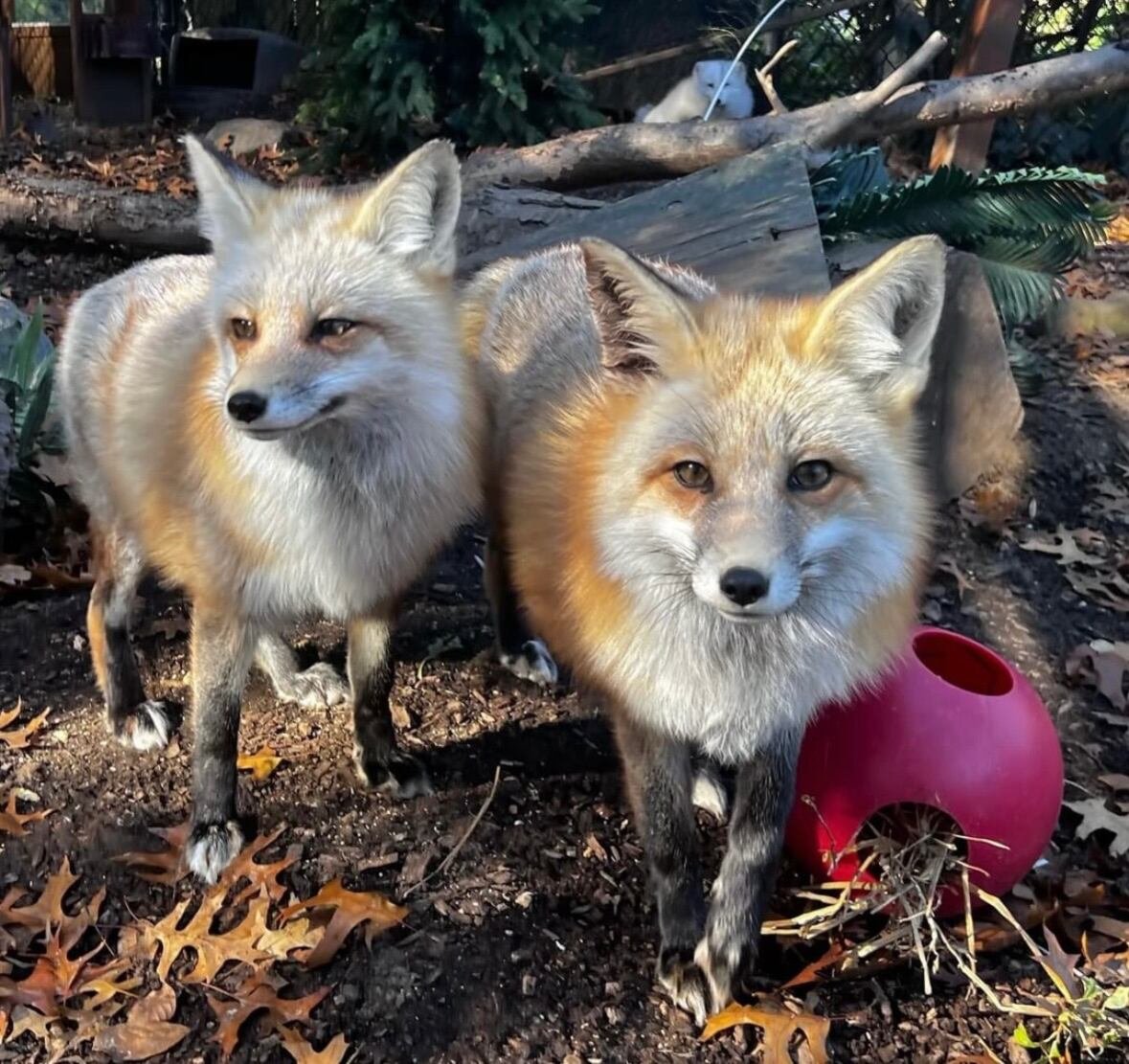 Red foxes on Staten Island: Will they eat the family dog? | Flipboard