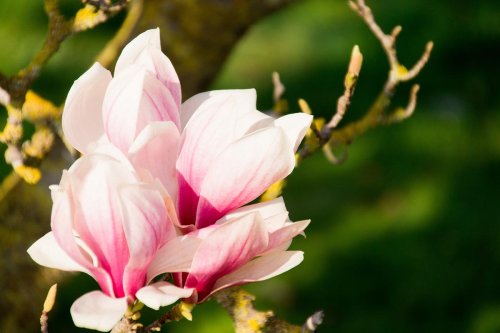 Blumen fotografieren – 9 einfache Tricks für schönere Blütenfotos