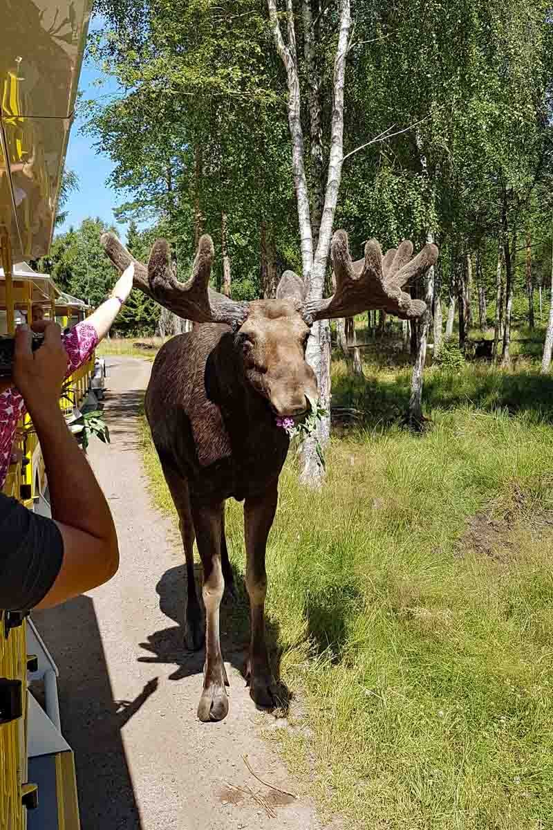 Auf Safari im Elchpark in Schweden
