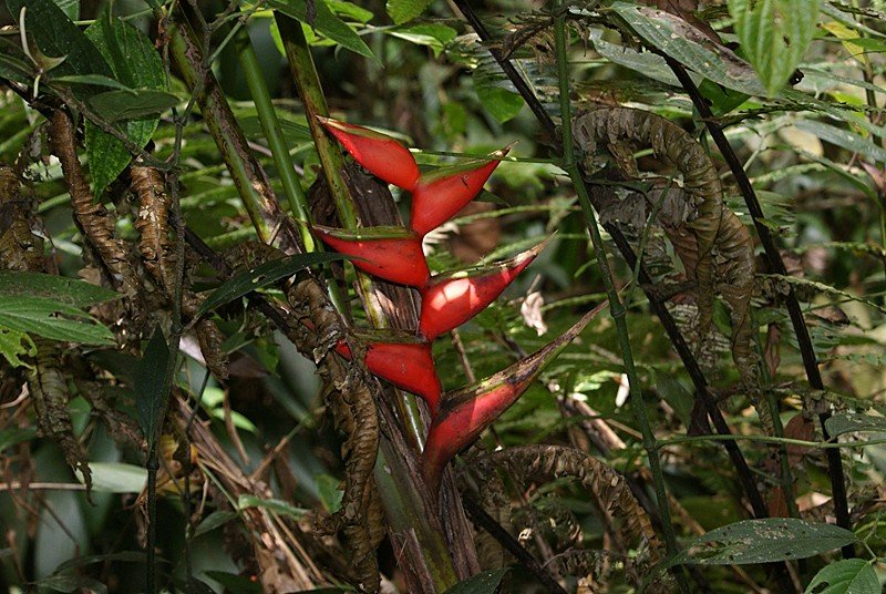 Scarborough, Tobago – Ausflug in den Regenwald