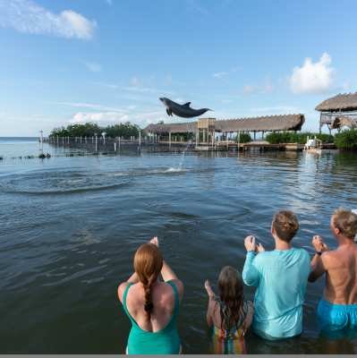 Your Family’s Gotta Try This: The Dolphin Research Center