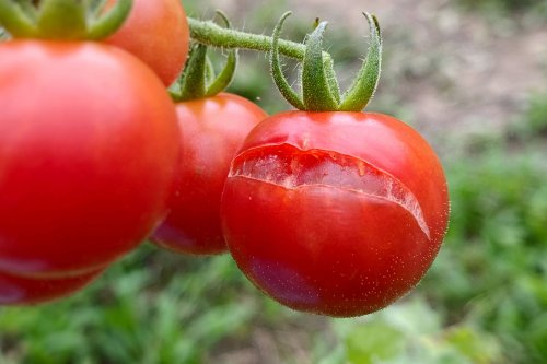 is-it-safe-to-eat-a-cracked-tomato-here-s-what-the-experts-say-flipboard