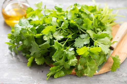 The Only Way You Should Store Cilantro To Prevent It From Getting Slimy