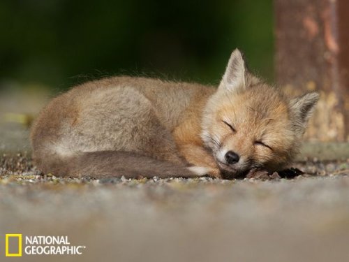 国家地理五月最佳图片:沉睡的小狐狸