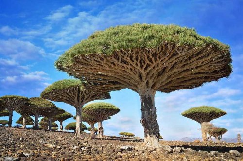 全球绝美树木奇幻壮观：也门龙血树形似巨伞