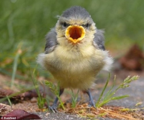 真实版愤怒的小鸟：羽毛竖起眼神逼人