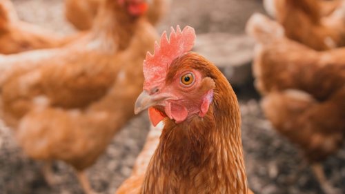 This AI Is Learning to Decode the 'Language' of Chickens