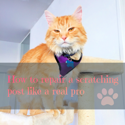 How to repair a scratching post like a real pro | Sintra the Cat