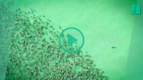 Ce drone a filmé une attaque de requin sur un banc de raies et c’est super impressionnant