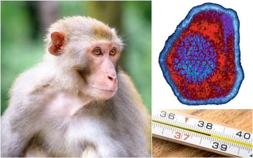 Virus B delle scimmie, i sintomi e come si trasmette all’uomo