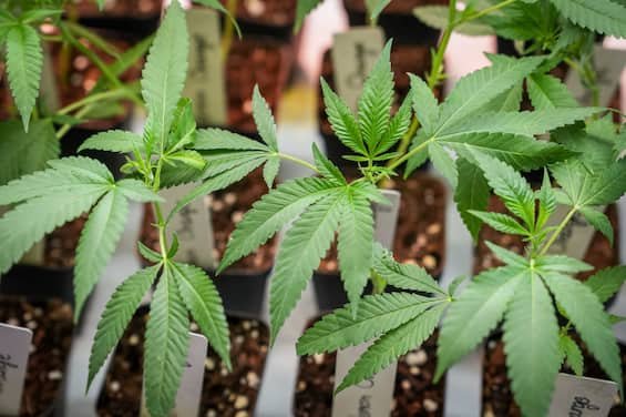 Cannabis light fuorilegge col decreto sicurezza