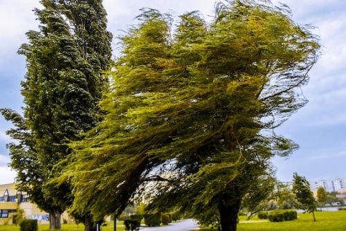 Meteo, vento fa danni a Milano e Valle d'Aosta: mercoledì allerta Sud