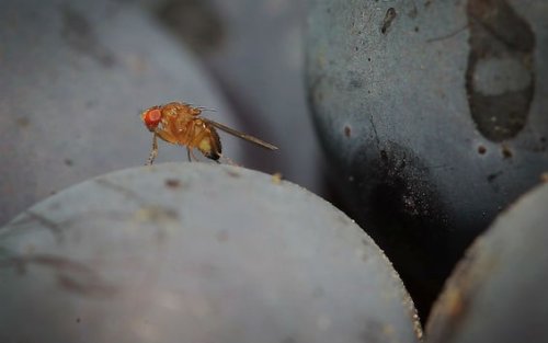 Scoperto il meccanismo genetico che decide il sesso della mosca