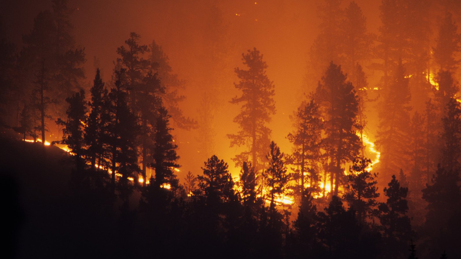 You Won't Believe How Quickly Wildfires Can Travel Across A Forest  