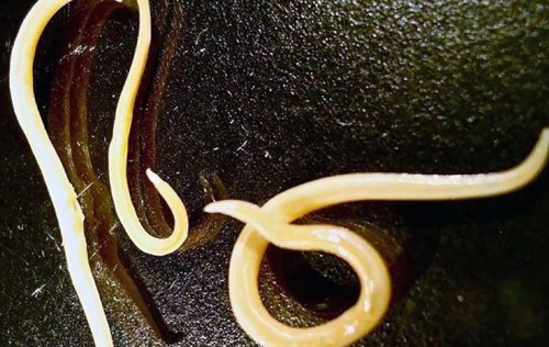 Worms frozen in permafrost for 42,000 years have come back to life and are eating