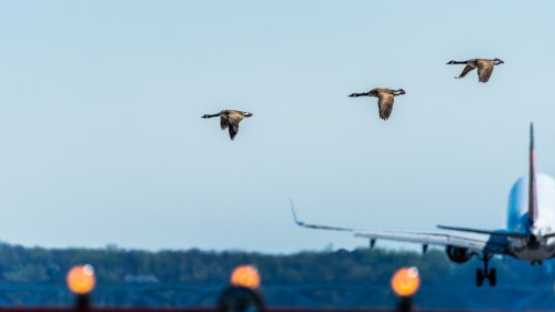 Why Aren't Jet Engines Equipped With Screens To Prevent Bird Strikes?